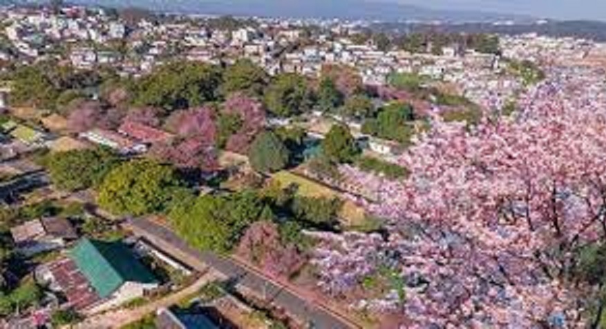 Cherry Blossom Festival 2022 in Shillong beckons music, culture lovers